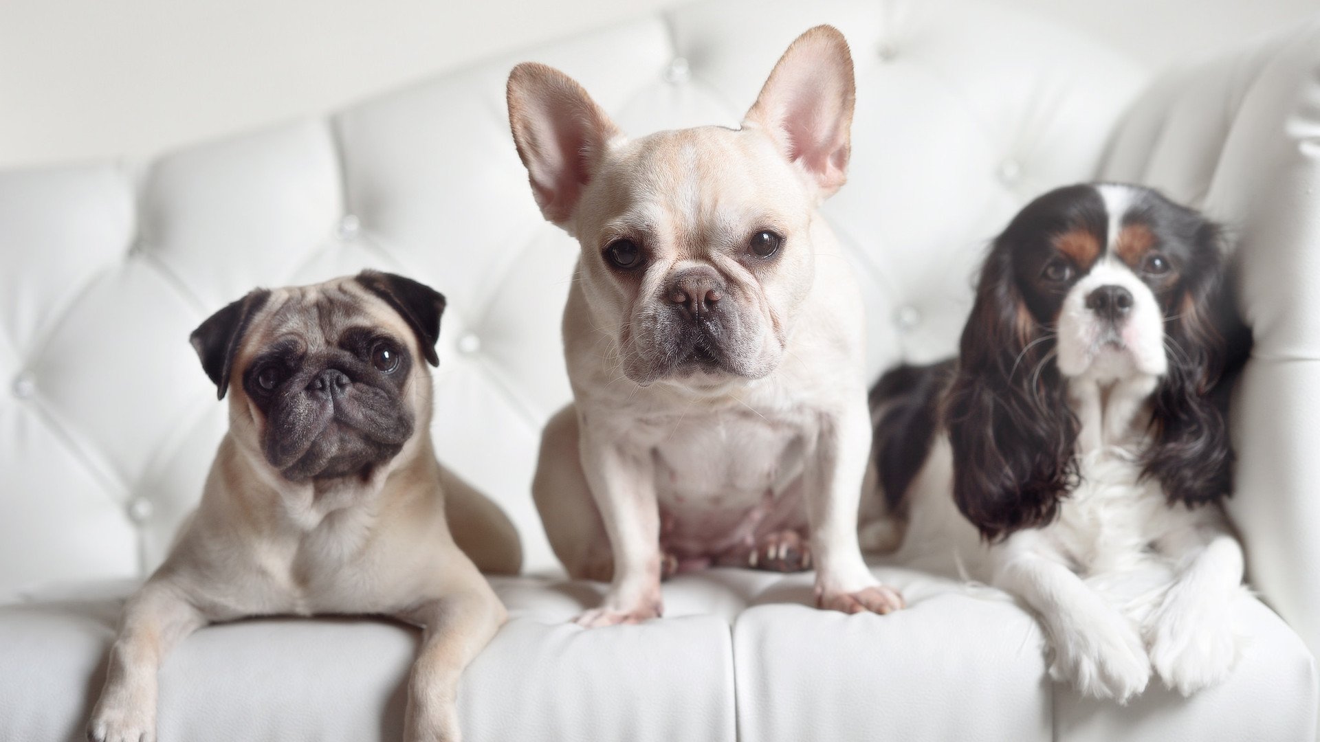 开云体育链接-关键战役双方布阵如何破解对方策略，关键的战役