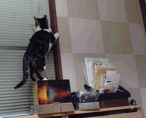 开云体育官网登入-城市马拉松引入节能赛事装备展示区,2021城市马拉松