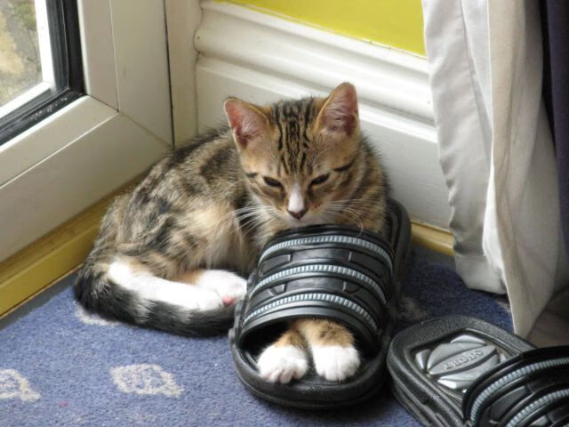 开云体育在线下载-国家马拉松协会发布城市活动申报指南，城市马拉松有奖金吗